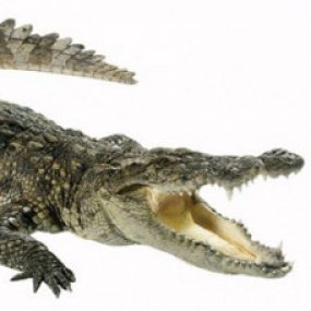 CROCODILE kullanıcısının profil fotoğrafı