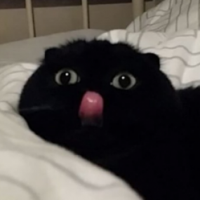 crocodilemarch kullanıcısının profil fotoğrafı